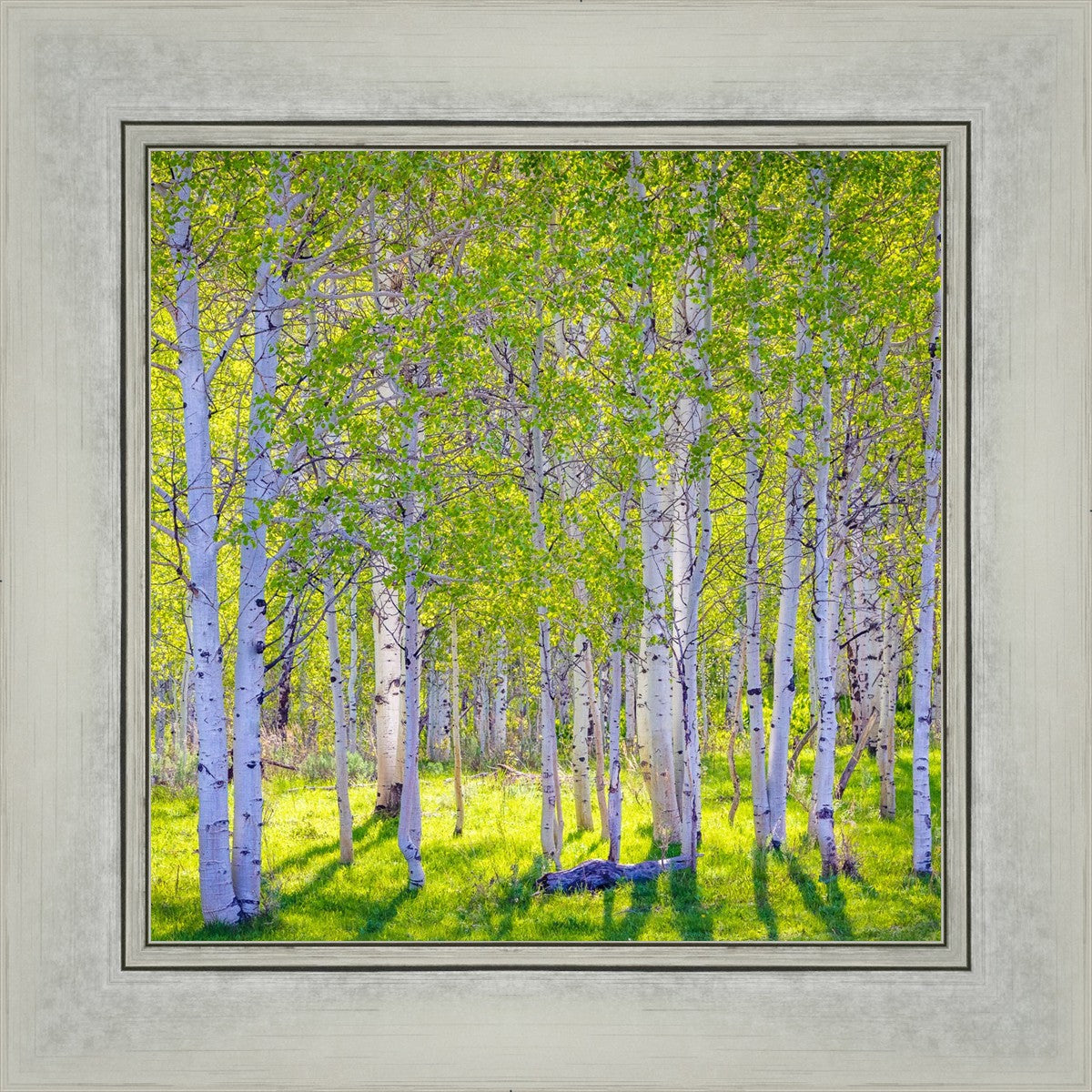 Early Morning Light in the Wasatch Backcountry