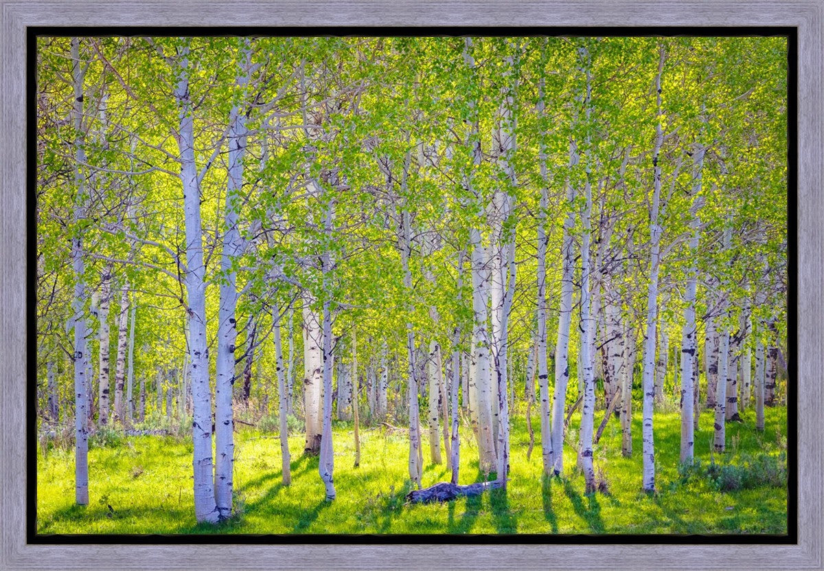 Early Morning Light in the Wasatch Backcountry