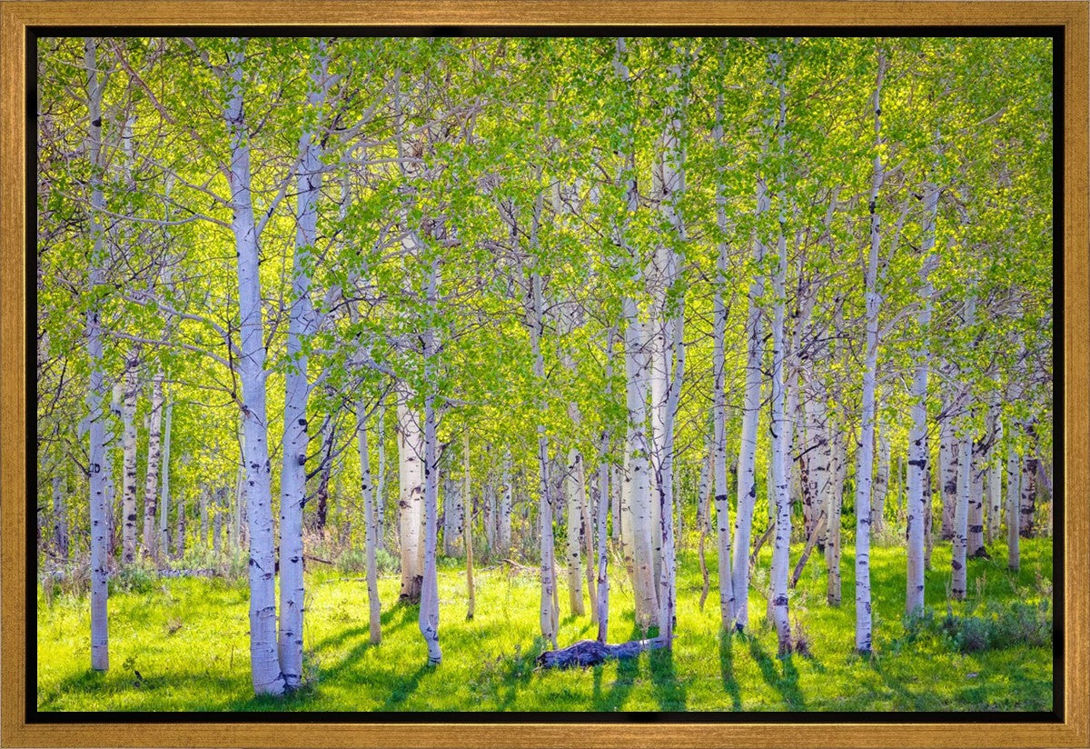 Early Morning Light in the Wasatch Backcountry