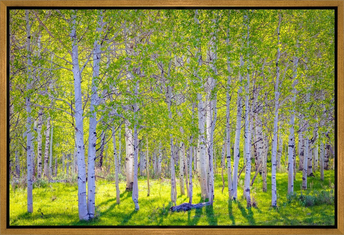 Early Morning Light in the Wasatch Backcountry