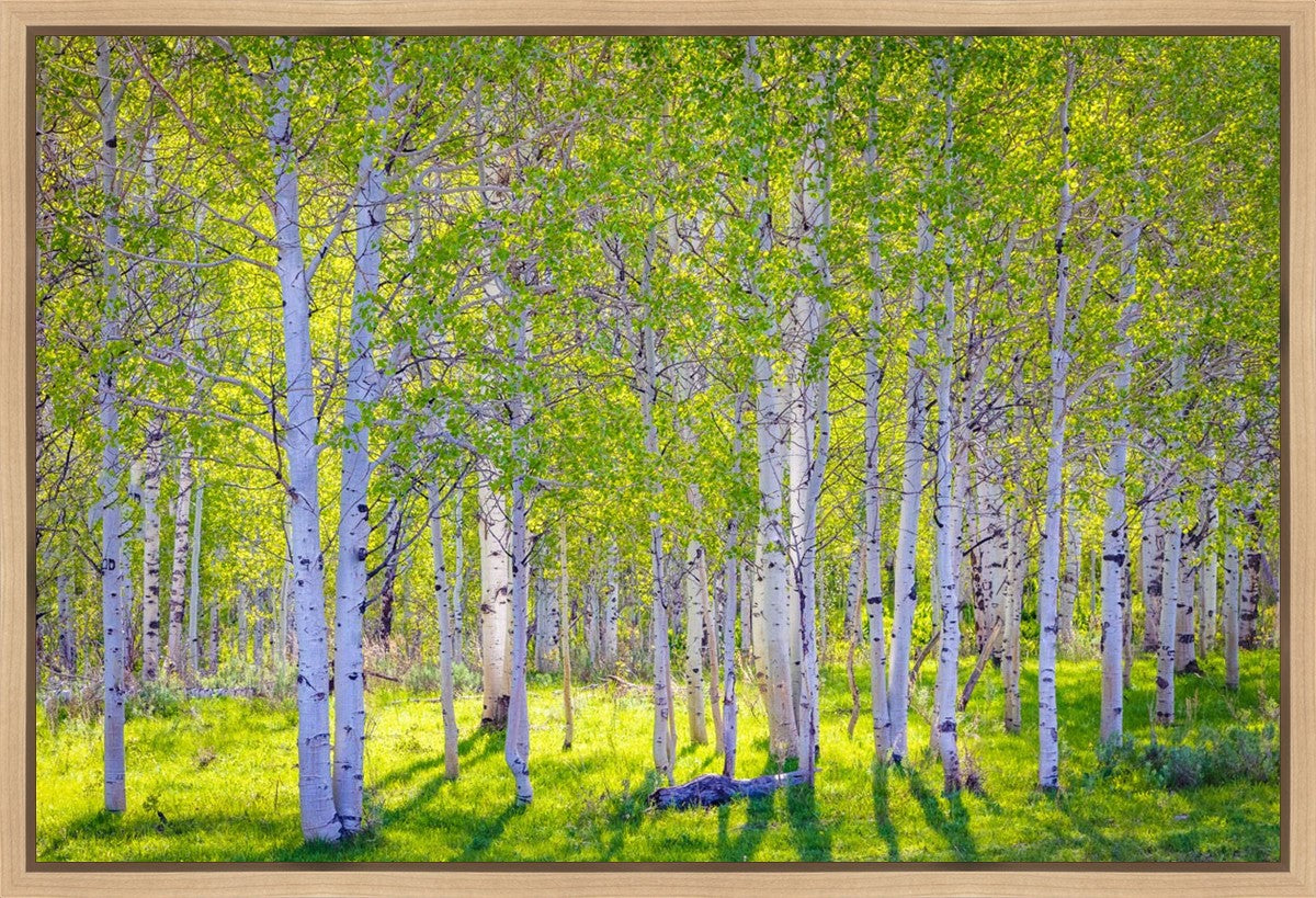 Early Morning Light in the Wasatch Backcountry