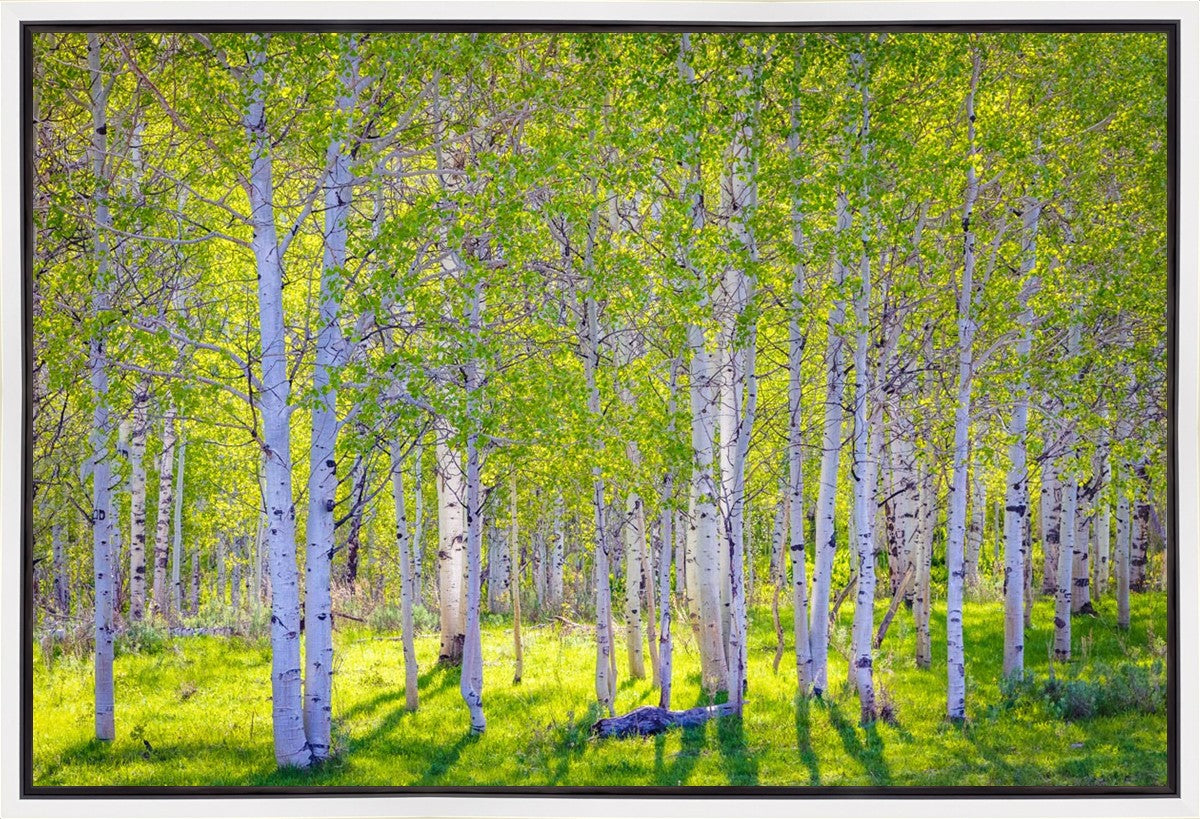Early Morning Light in the Wasatch Backcountry