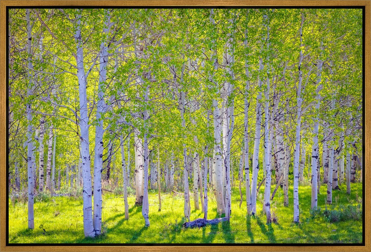 Early Morning Light in the Wasatch Backcountry
