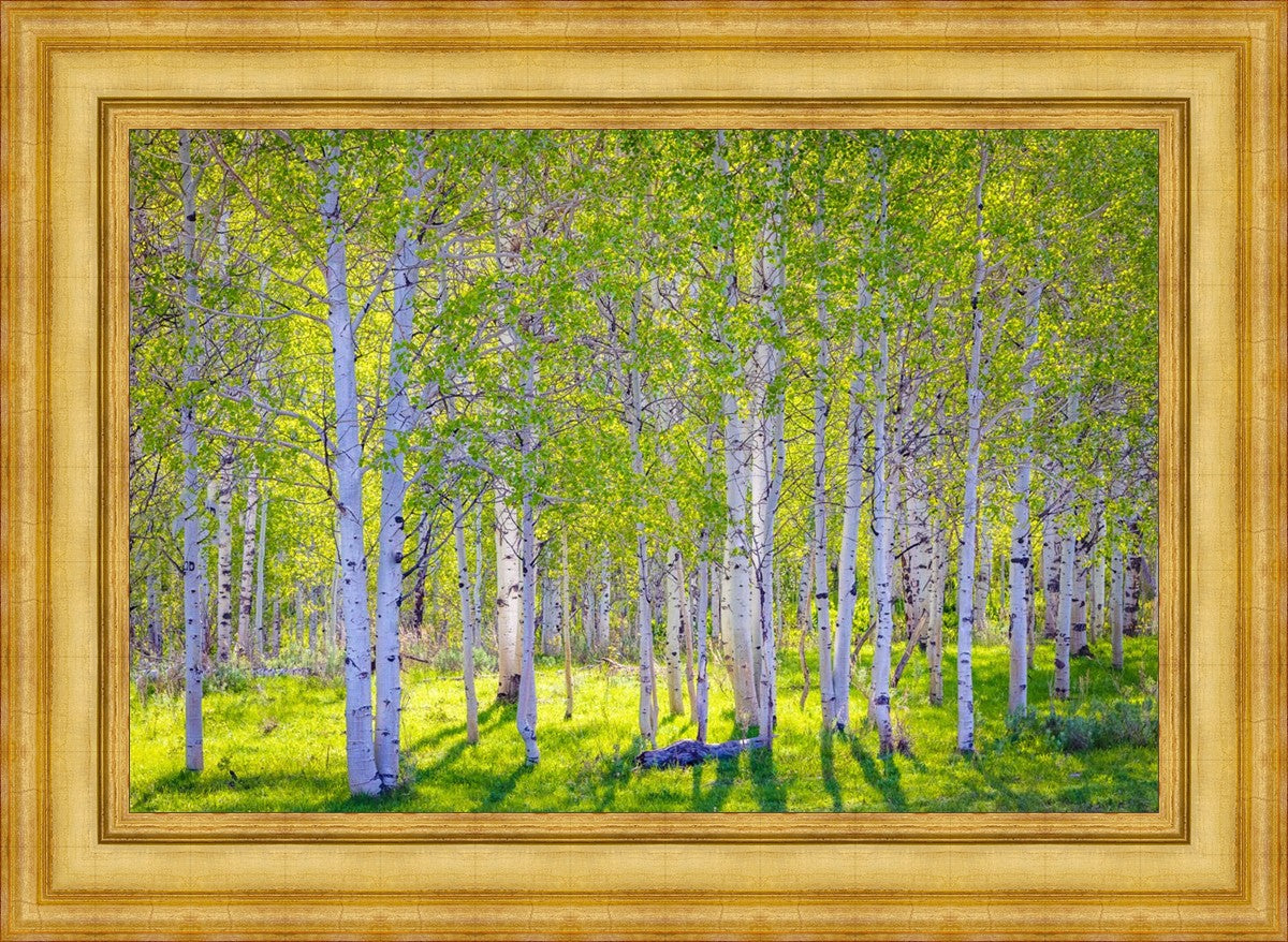 Early Morning Light in the Wasatch Backcountry