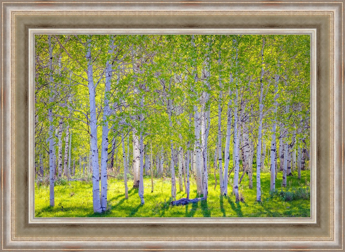 Early Morning Light in the Wasatch Backcountry