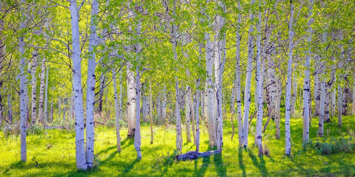 Early Morning Light in the Wasatch Backcountry