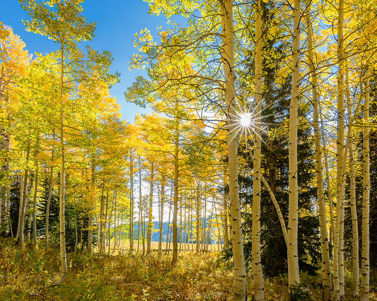 Autumn in the Rocky Mountains, Wasatch National Forest, Utah