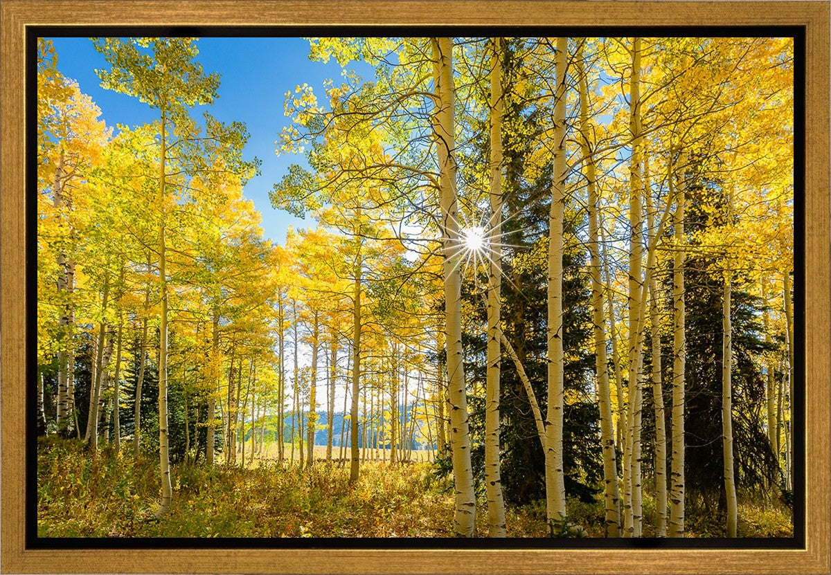 Autumn in the Rocky Mountains, Wasatch National Forest, Utah