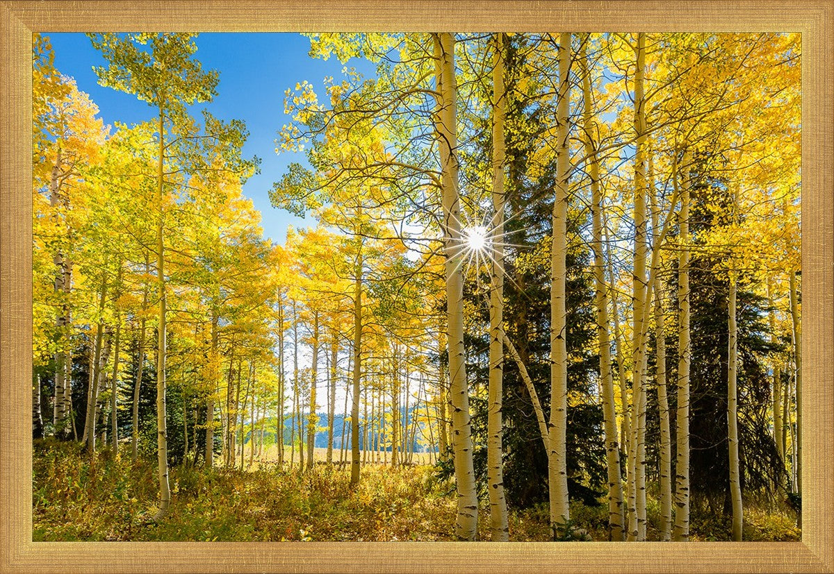 Autumn in the Rocky Mountains, Wasatch National Forest, Utah