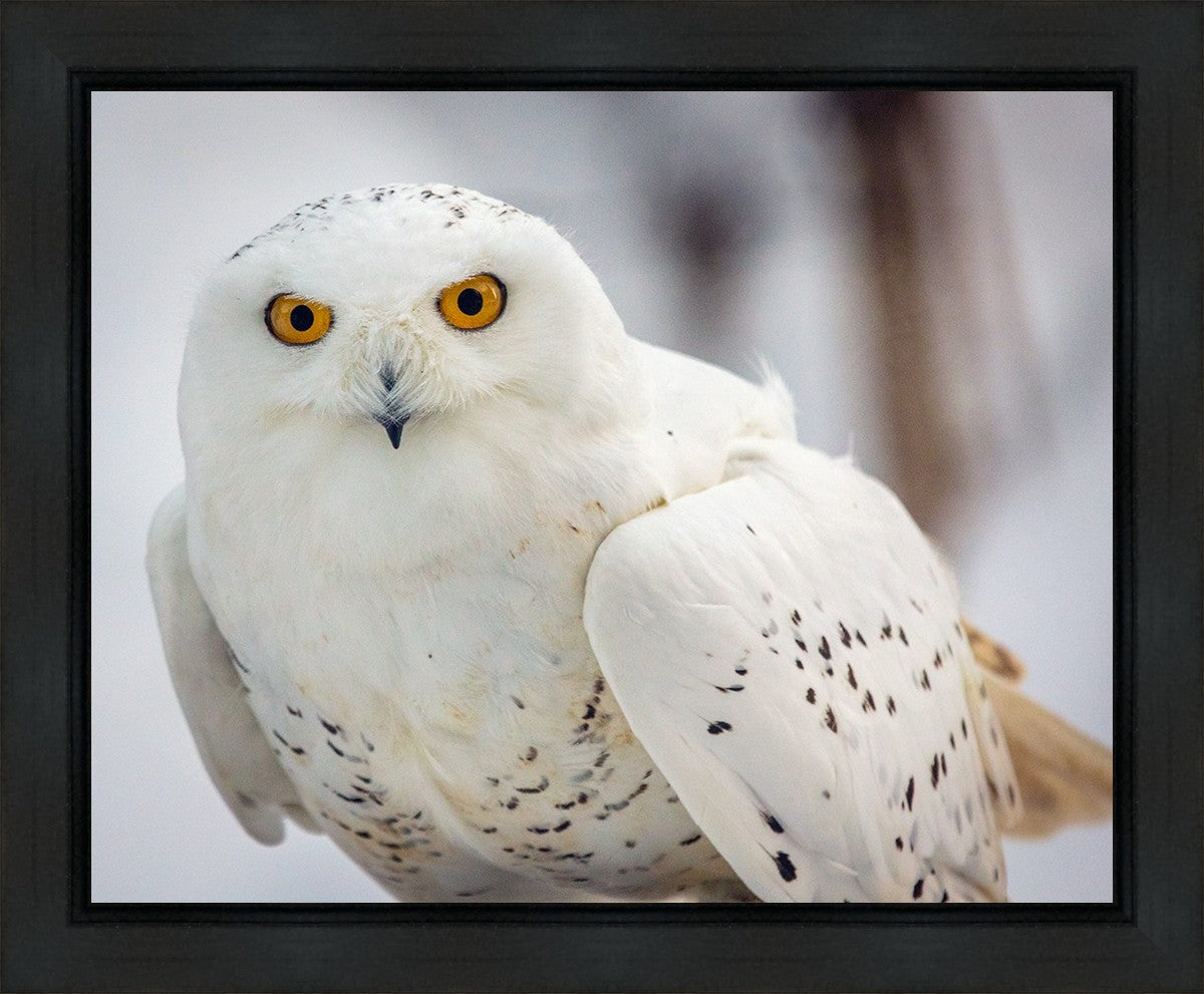 Snowy Owl, Haines, Alaska