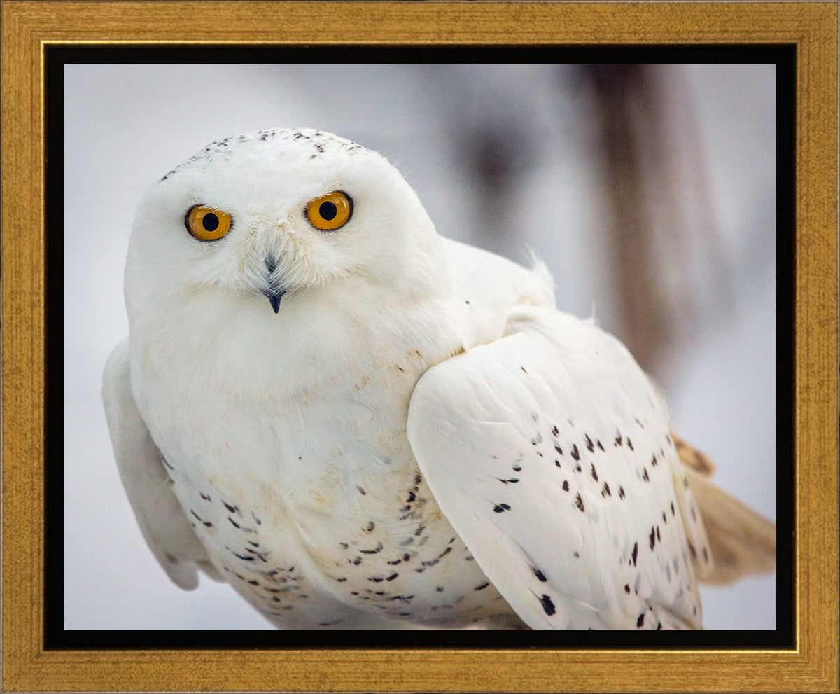 Snowy Owl, Haines, Alaska