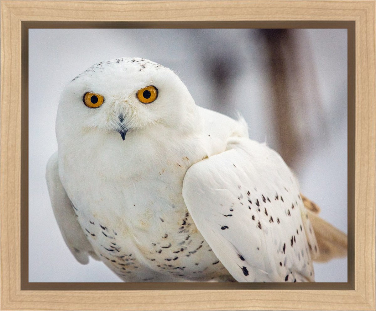Snowy Owl, Haines, Alaska