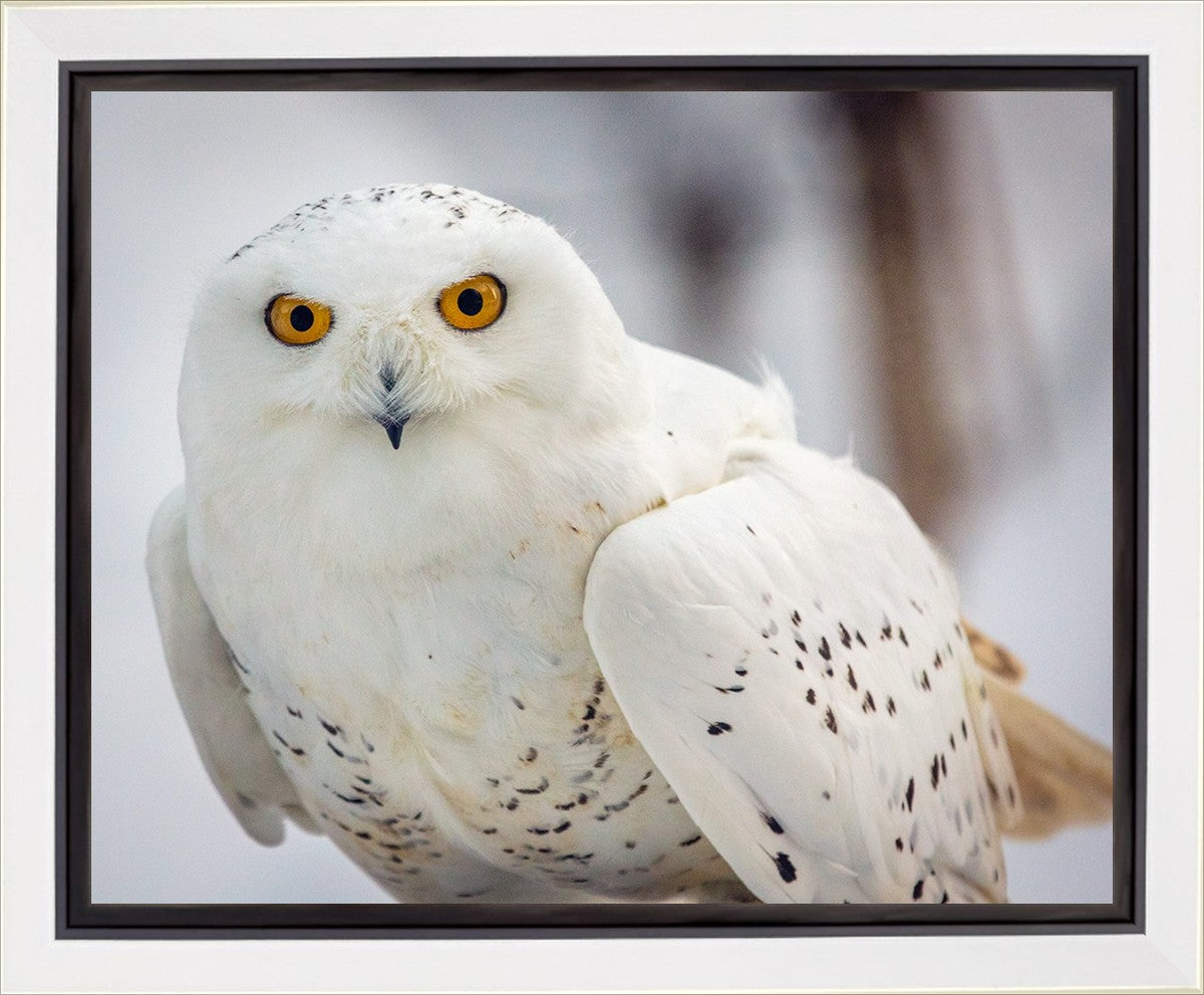 Snowy Owl, Haines, Alaska