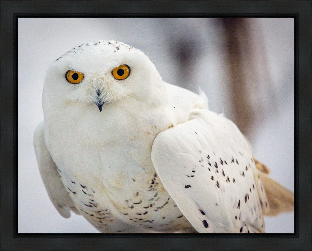 Snowy Owl, Haines, Alaska