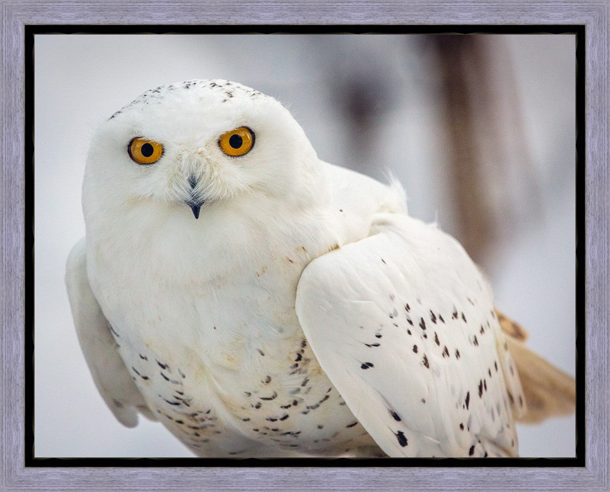 Snowy Owl, Haines, Alaska