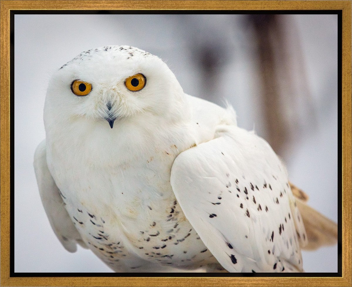Snowy Owl, Haines, Alaska