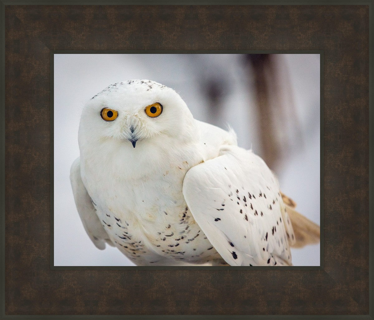 Snowy Owl, Haines, Alaska