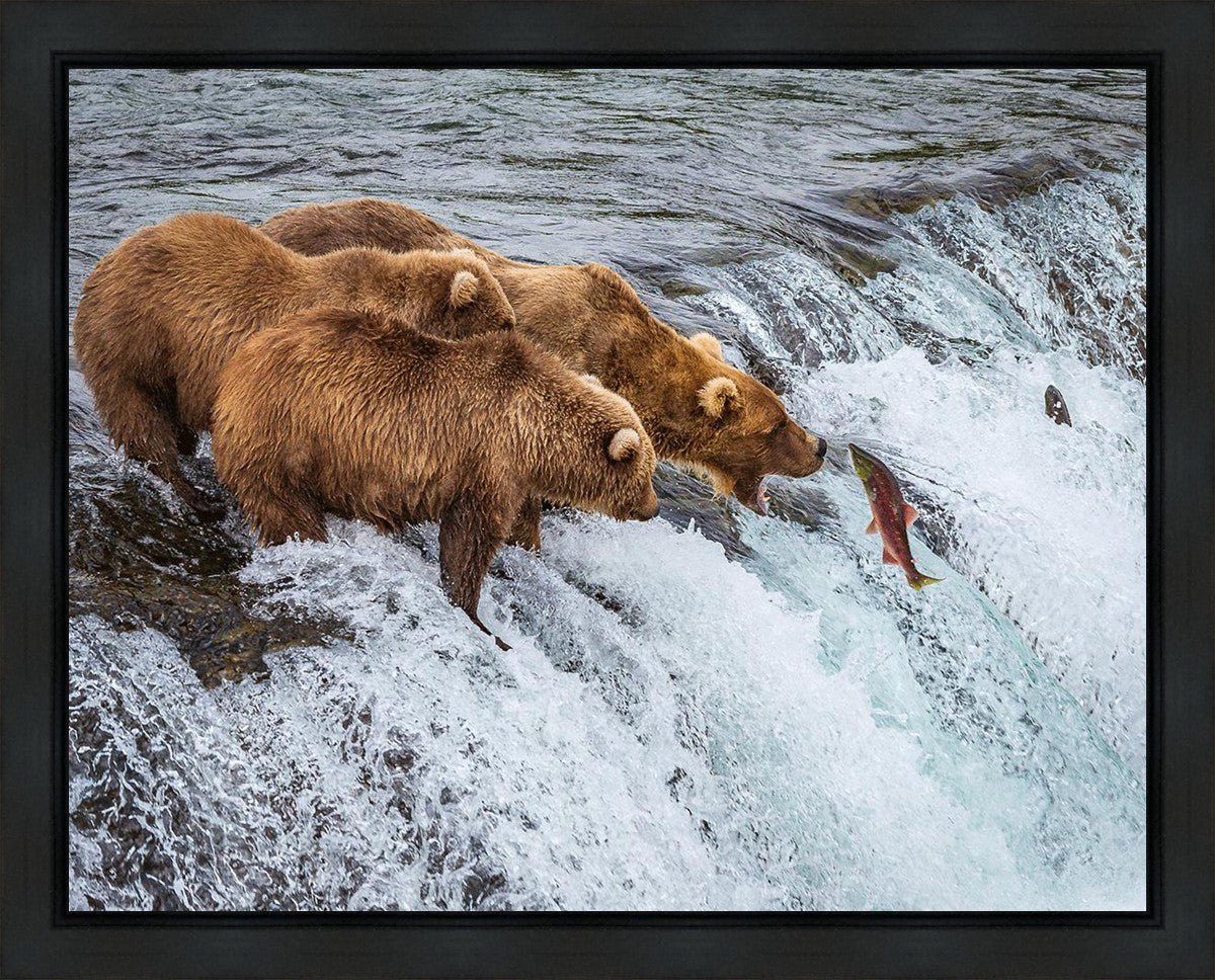 Grizzly Bears Fishing for Salmon at Katmai National Park Brooks Falls, Alaska