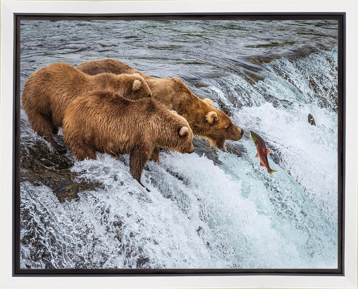 Grizzly Bears Fishing for Salmon at Katmai National Park Brooks Falls, Alaska