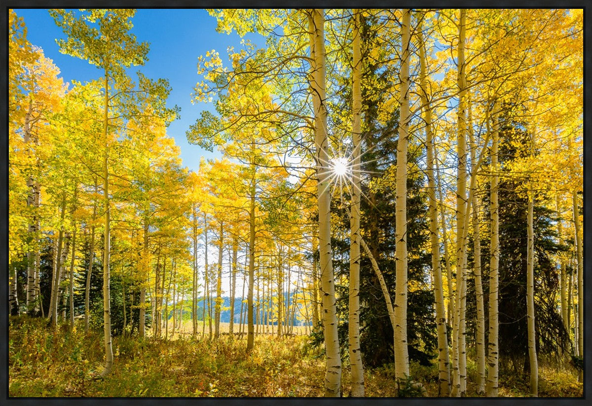 Autumn in the Rocky Mountains, Wasatch National Forest, Utah
