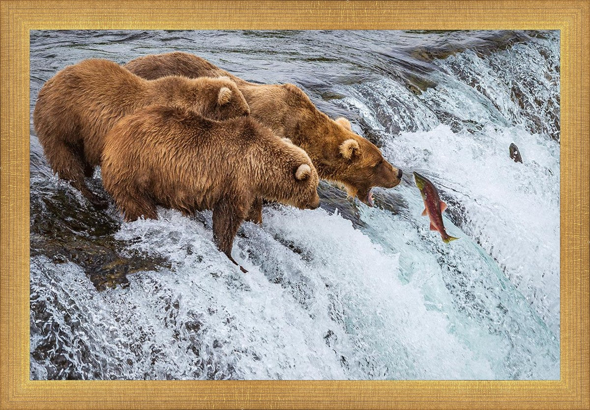 Grizzly Bears Fishing for Salmon at Katmai National Park Brooks Falls, Alaska