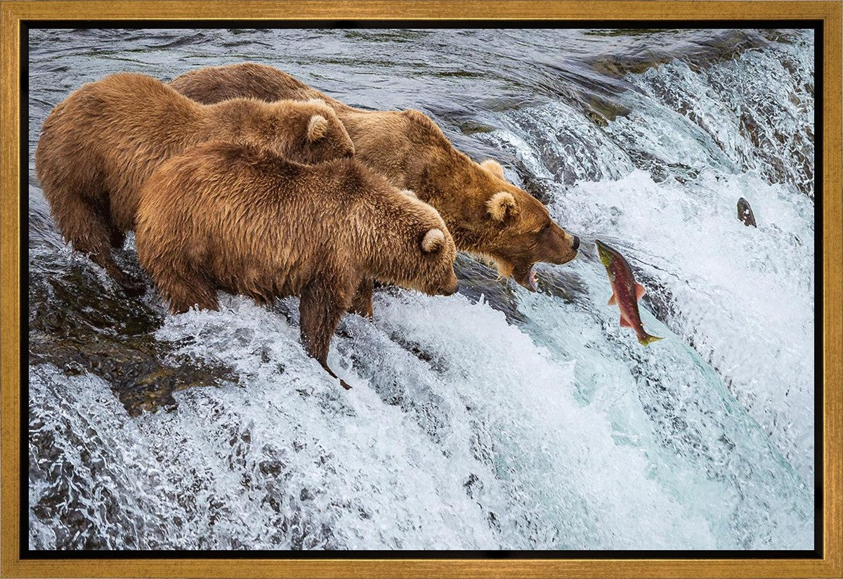 Grizzly Bears Fishing for Salmon at Katmai National Park Brooks Falls, Alaska