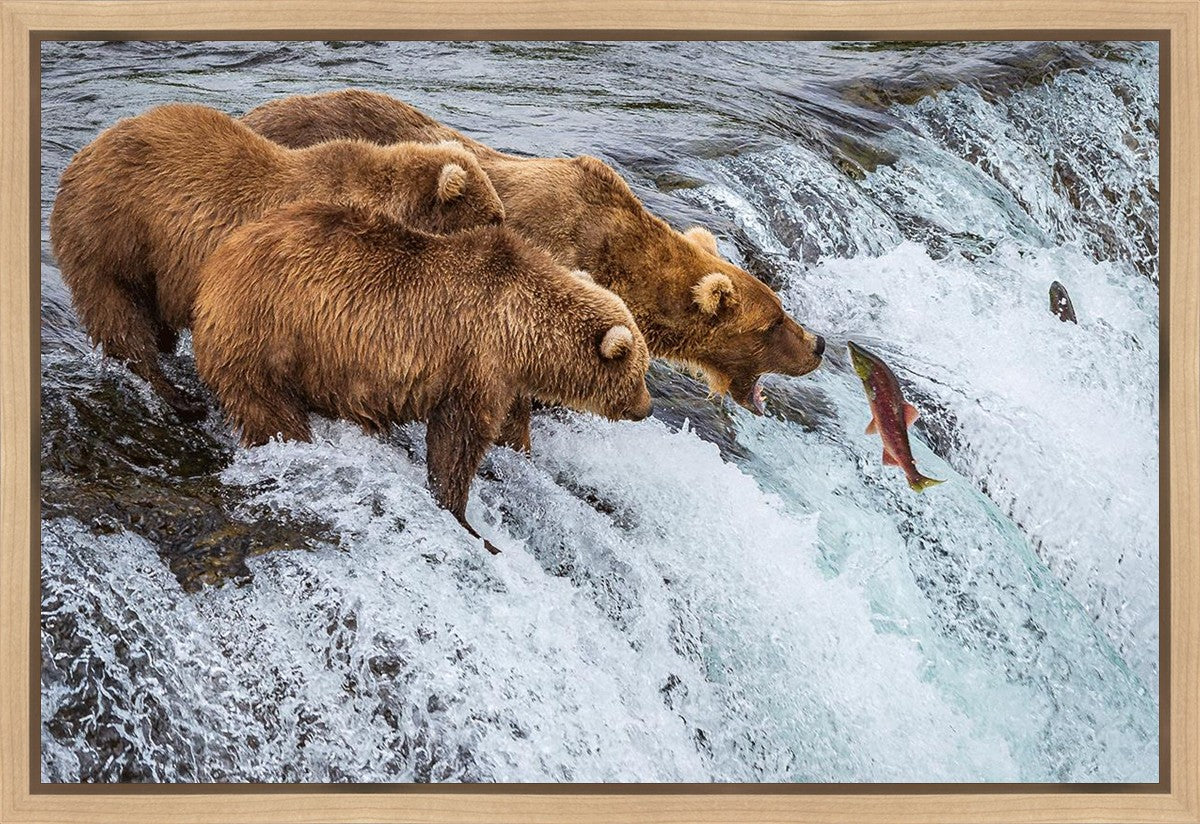 Grizzly Bears Fishing for Salmon at Katmai National Park Brooks Falls, Alaska