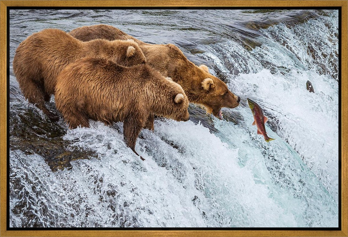 Grizzly Bears Fishing for Salmon at Katmai National Park Brooks Falls, Alaska