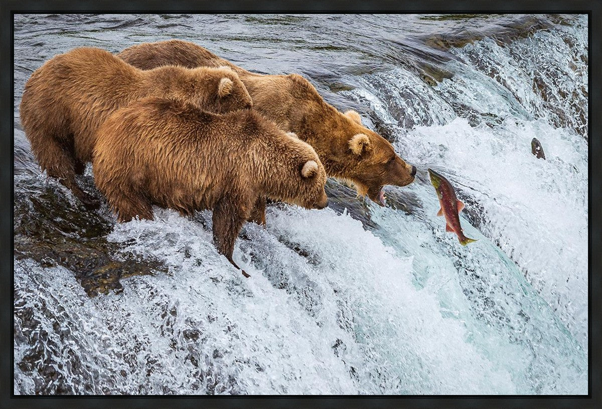 Grizzly Bears Fishing for Salmon at Katmai National Park Brooks Falls, Alaska