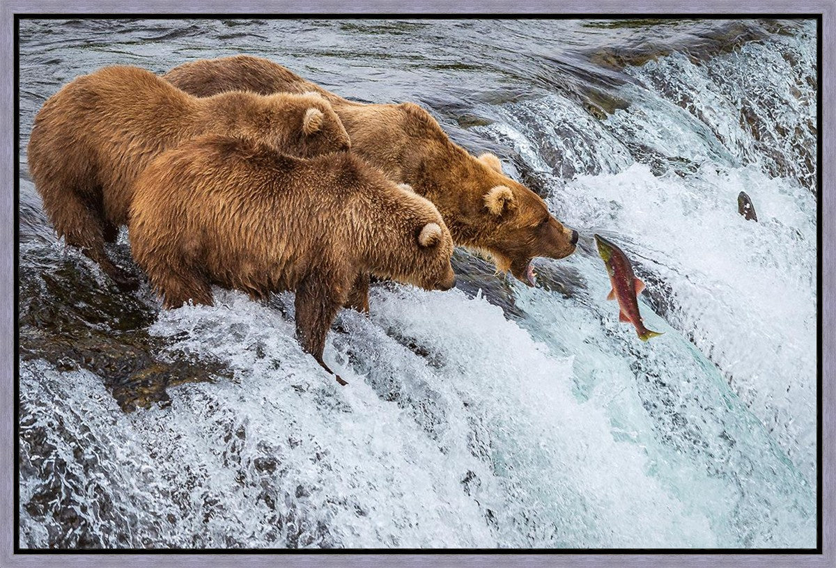 Grizzly Bears Fishing for Salmon at Katmai National Park Brooks Falls, Alaska