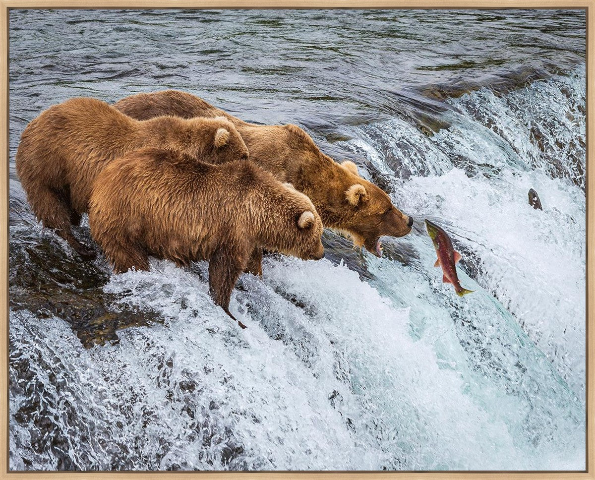 Grizzly Bears Fishing for Salmon at Katmai National Park Brooks Falls, Alaska