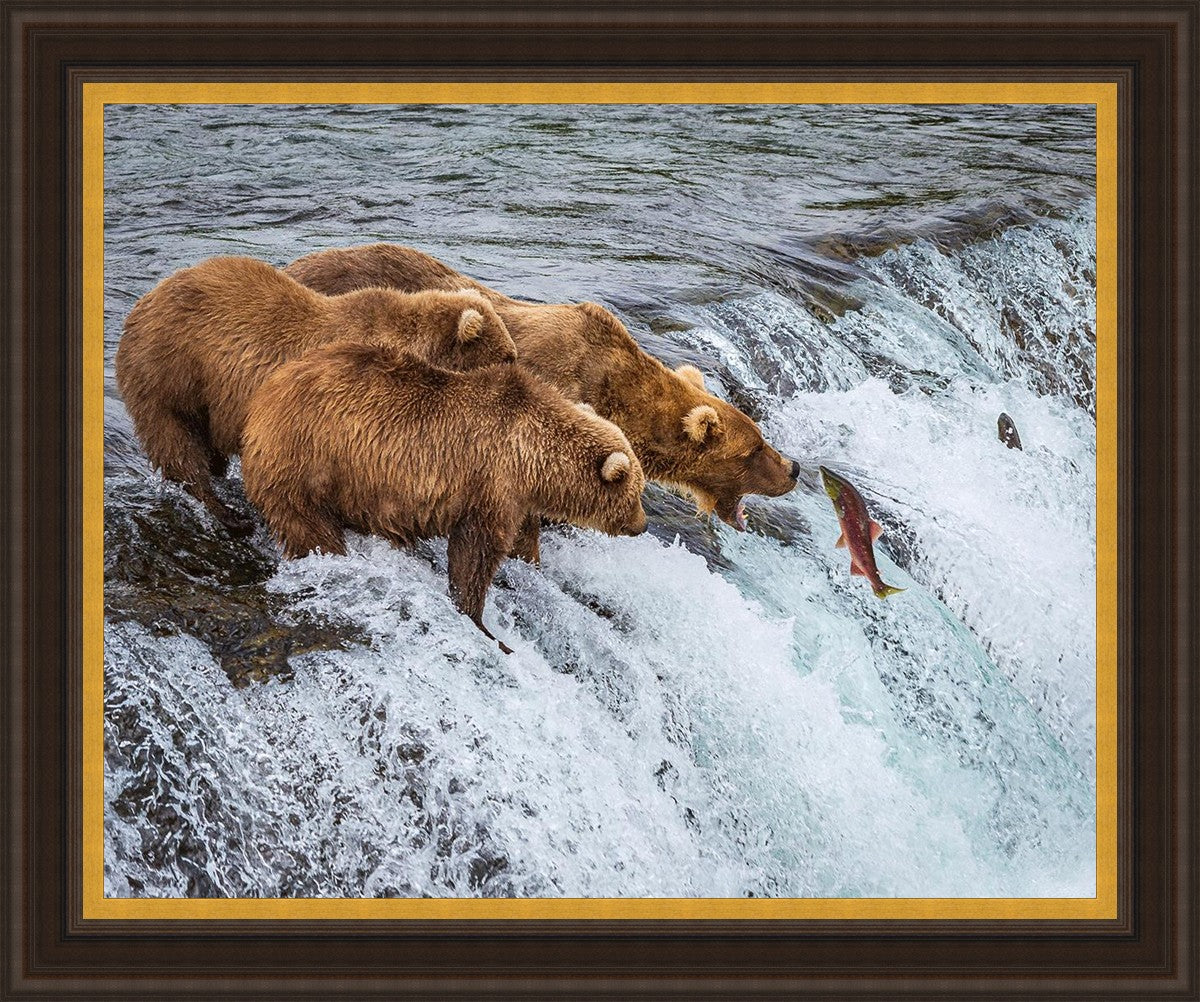 Grizzly Bears Fishing for Salmon at Katmai National Park Brooks Falls, Alaska