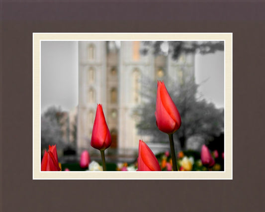 Salt Lake City Temple Beginning Transformation