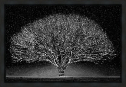 Winter Wonderland Gallery Wrap
