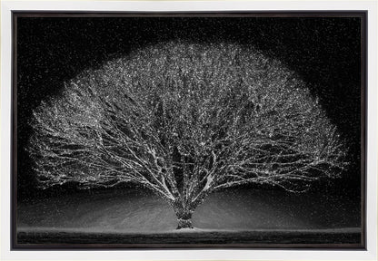 Winter Wonderland Gallery Wrap