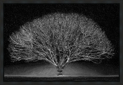 Winter Wonderland Gallery Wrap