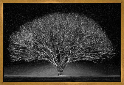 Winter Wonderland Gallery Wrap