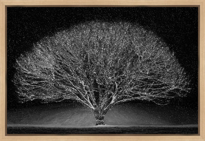 Winter Wonderland Gallery Wrap