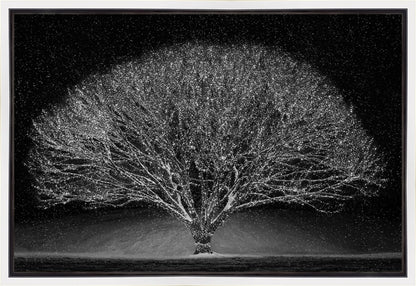 Winter Wonderland Gallery Wrap