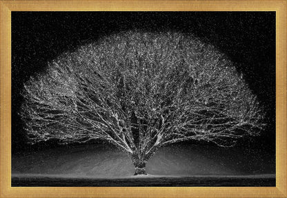 Winter Wonderland
