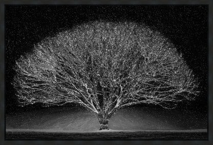Winter Wonderland Gallery Wrap