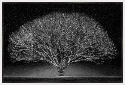 Winter Wonderland Gallery Wrap