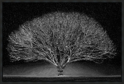 Winter Wonderland Gallery Wrap
