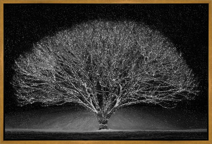 Winter Wonderland Gallery Wrap