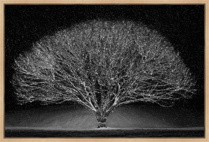 Winter Wonderland Gallery Wrap