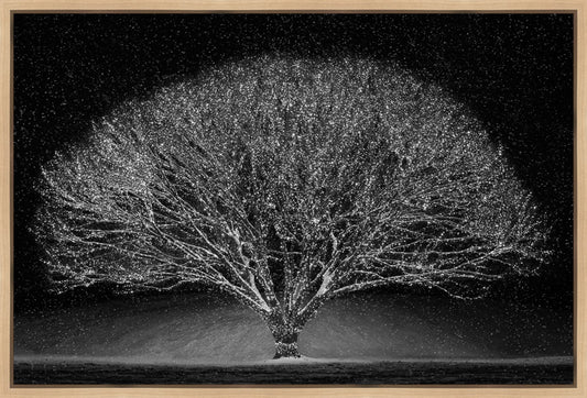 Winter Wonderland
