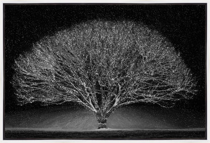 Winter Wonderland Gallery Wrap