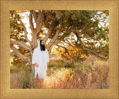 Our Tree of Life