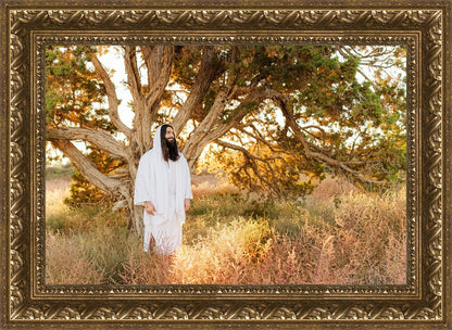 Our Tree of Life