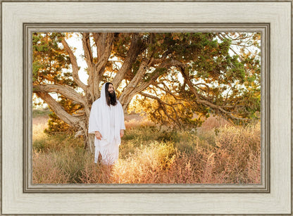 Our Tree of Life